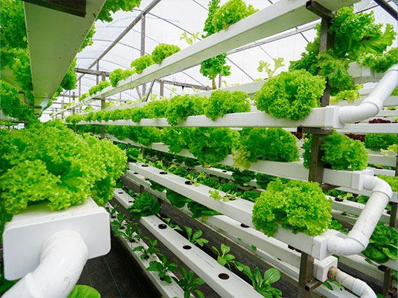 vertical farming hidroponia