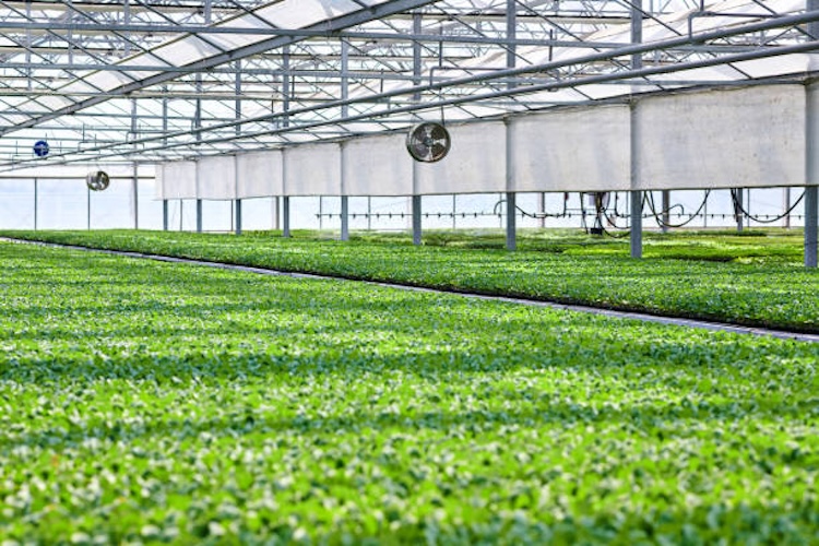 Smart agricultural greenhouse for growing seedling and vegetables.